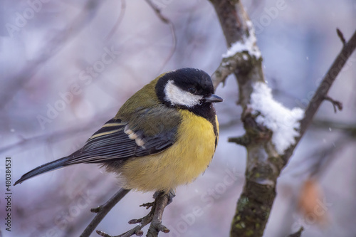 A great tit sits on a tree branch. Bird close up.