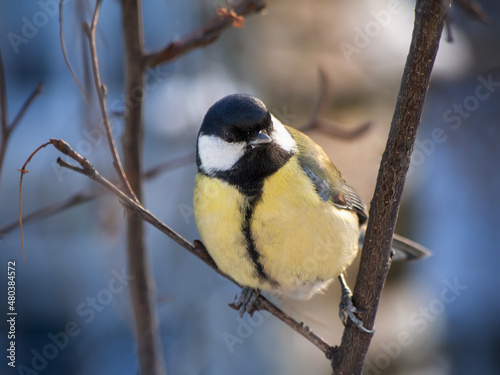 A great tit sits on a tree branch. Bird close up. © Andrey