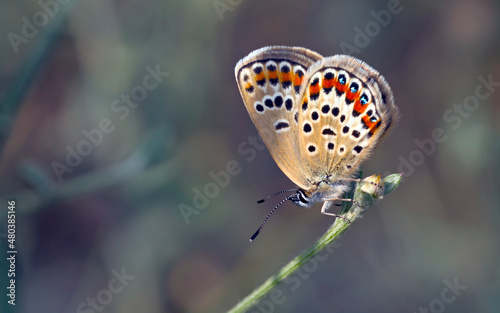 Картината върху платно Plebejus is a genus of butterflies in the family Lycaenidae, Greece