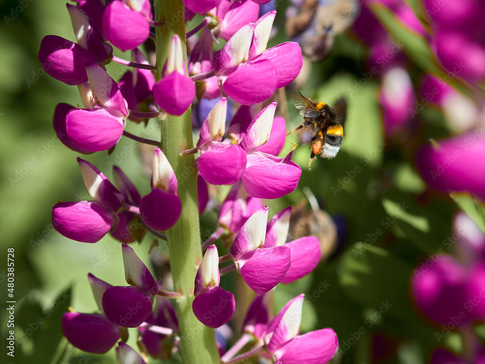 Bumble bee on violet pink lupine Bumble bee on violet pink lupine