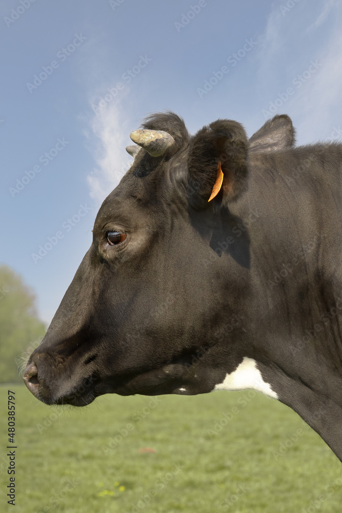 Closeup headshot of black cow