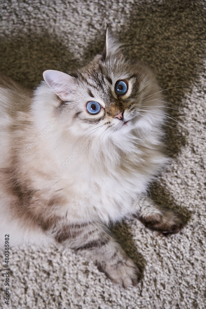 a beautiful fluffy gray cat with blue eyes lies on a light carpet