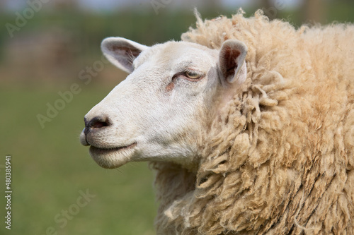 Headshot of white Flemish sheep