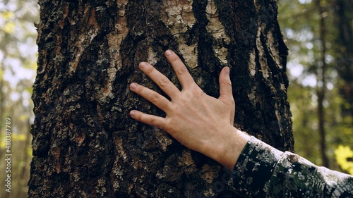 Hand touch the tree trunk. Man hand touches a pine tree trunk, close-up. Human hand touches a tree trunk. Bark wood. Wild forest travel. Ecology - a energy forest nature concept..