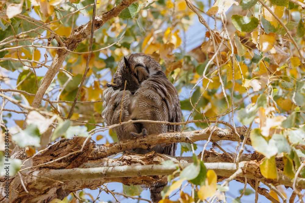 Fototapeta premium Great horned owl in autumn tree top