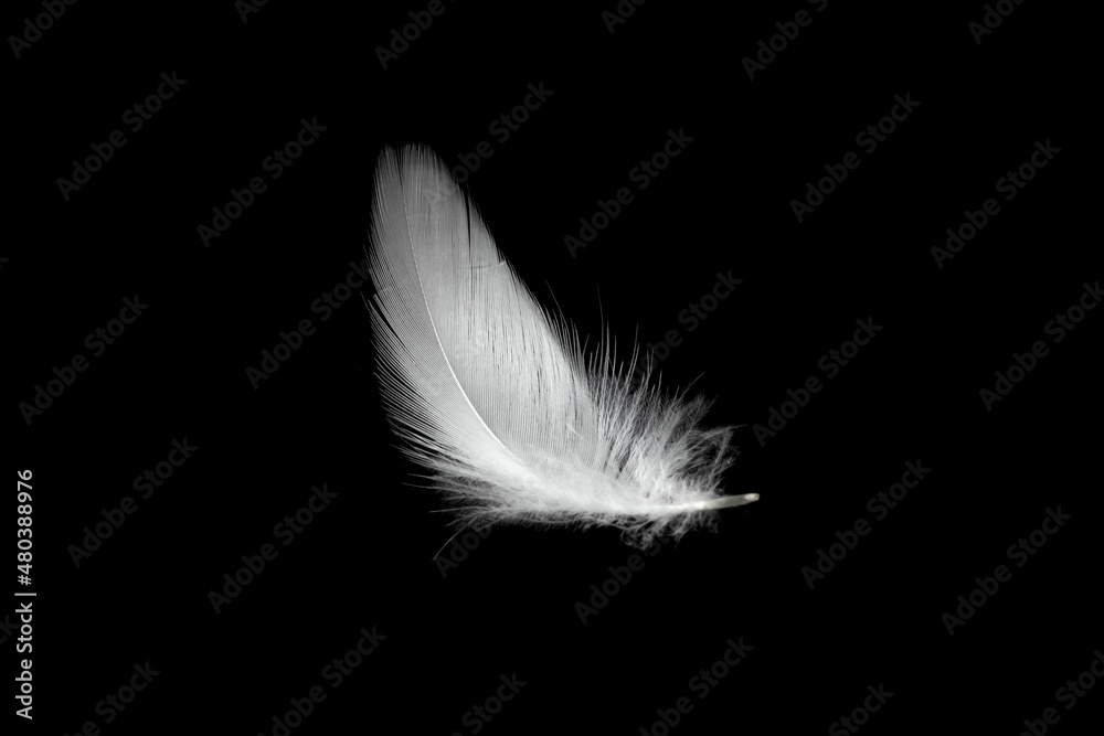 white duck feathers isolated on black background