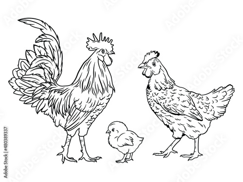 Set of rooster family. Collection of hen and rooster with baby chick. Farm bird. Country house.  Cute farm birds family. Funny chicken family. Vector illustration of village animals.