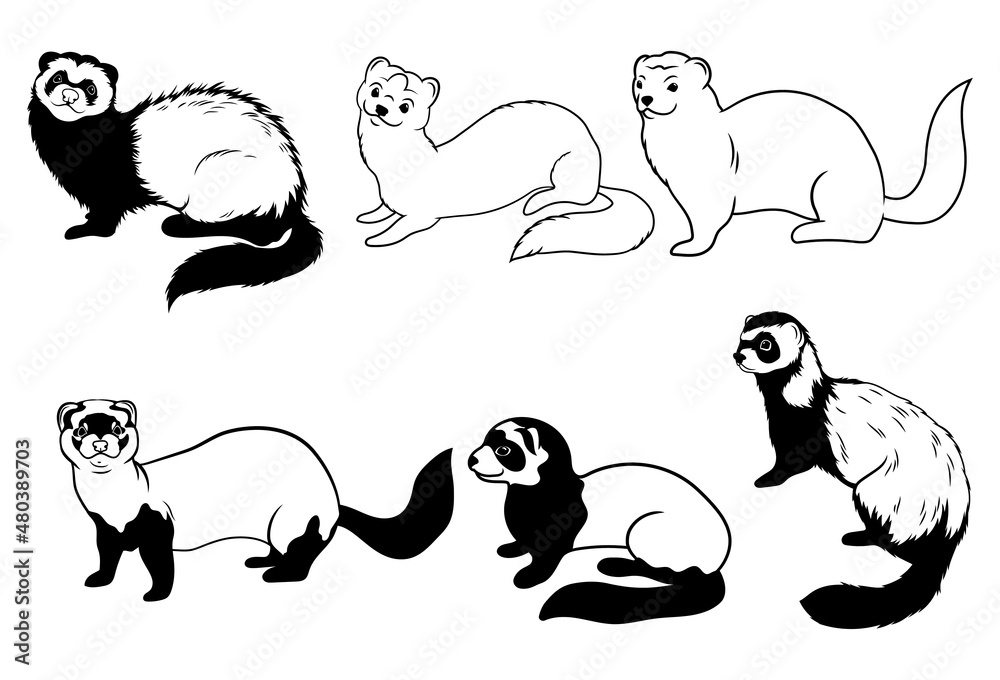 Set of various small ferret. Collection of forest cute animals weasel, marten, ermine. Vector illustration on white background. 