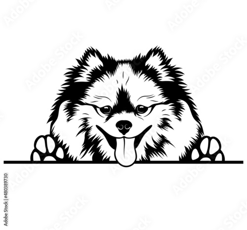 Dogs of the corner. Dog looking out the window. Vector illustration on white background. Spying pets. Tattoo. photo