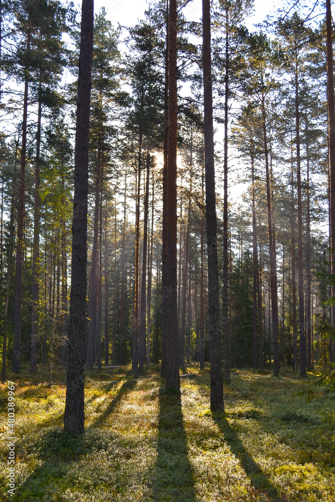 Obraz premium Many pine trees in the forest on a sunny day