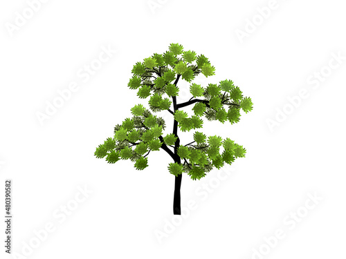 almond tree vector illustrations, thin and tall tree isolated on white