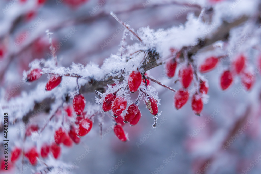Russia. Kronstadt, January 11, 2022. Picturesque winter view of barberry berries covered with frost.