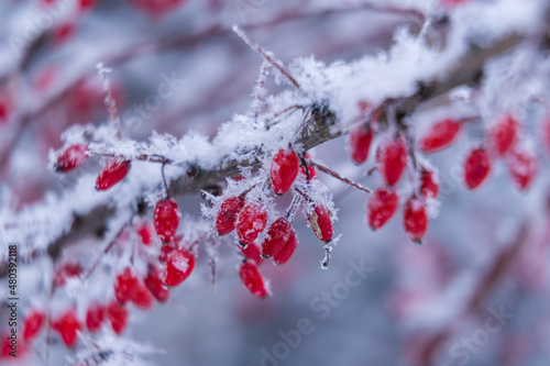 Russia. Kronstadt  January 11  2022. Picturesque winter view of barberry berries covered with frost.