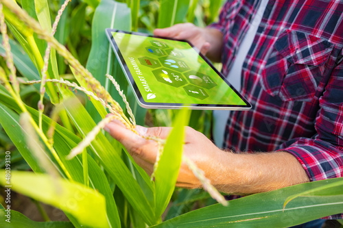 Farmer in corn field using digital tablet for smart farming photo