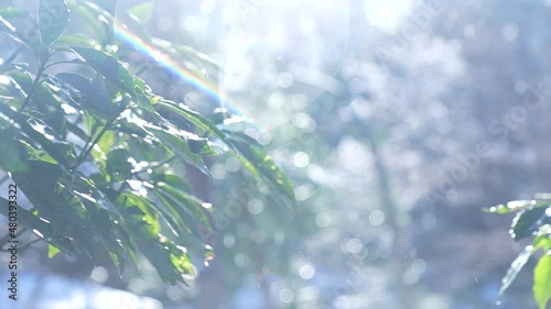 雨に濡れる木々の動画