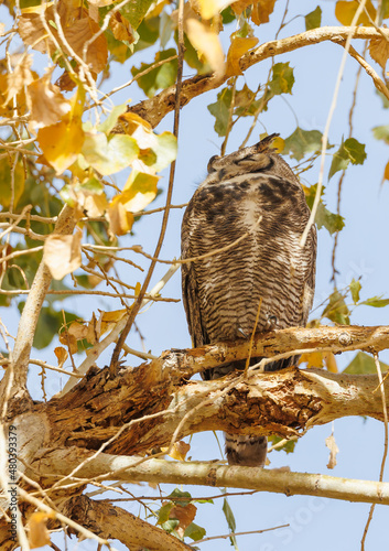 Great horned owl in autumn tree top