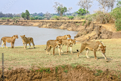 A pride of Lions on the riverbank overlooking the Luangwa River in South Luangwa National Park, Zambia.
