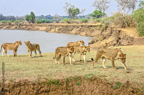 A pride of Lions on the riverbank overlooking the Luangwa River in South Luangwa National Park, Zambia. photo