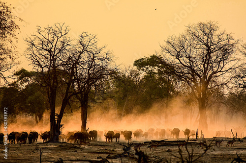 A herd of Buffalo raises the dust in the early morning sunlight of South Luangwa National Park in Zambia. photo