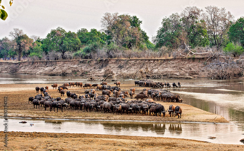 A herd of Buffalo comes down to the sandbanks of the Luangwa River to drink drink at dusk