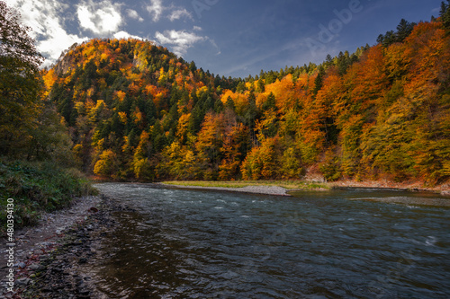 Beautiful and colorful autumn in the Pieniny Mountains with a view of the flowing river Dunajec.