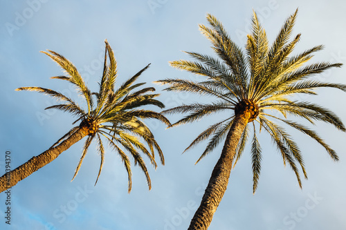 Two Palm trees on a sunny day