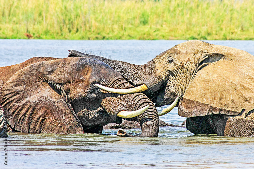 Fototapeta premium Two large adult female elephants greeting each other in the middle of the Zambezi River - Lower Zambezi, Zambia.