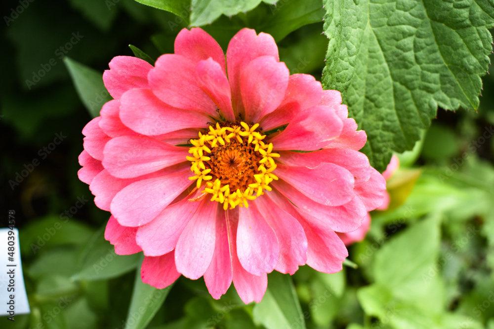 pink dahlia flower pink dahlia flower