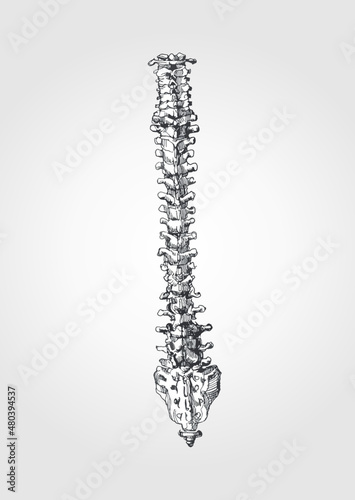 Anatomical figure of the spine