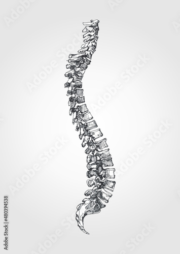 Anatomical figure of the spine