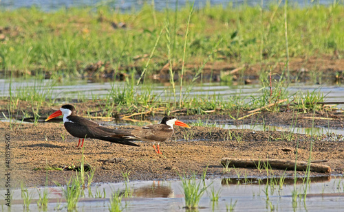 A pair of African Skimmers resting on the riverbank in the Lower Zambezi National Park, Zambia.