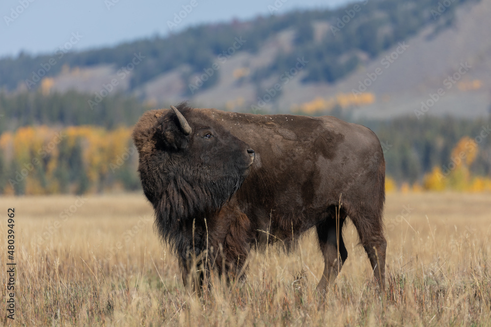 Bison in Autumn in Grand Teton National Park Wyoming