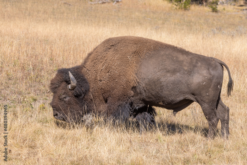 Bison in Autumn in Grand Teton National Park Wyoming