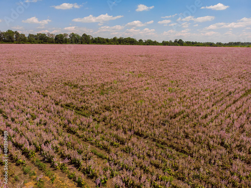 field full of purple flowers air photo