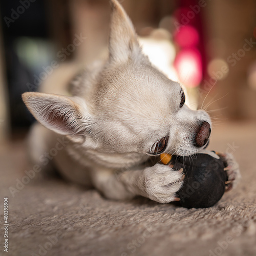 Small white chihuahua plaing with the toy