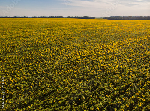 Field of sunflowers. Aerial view of agricultural fields flowering oilseed.