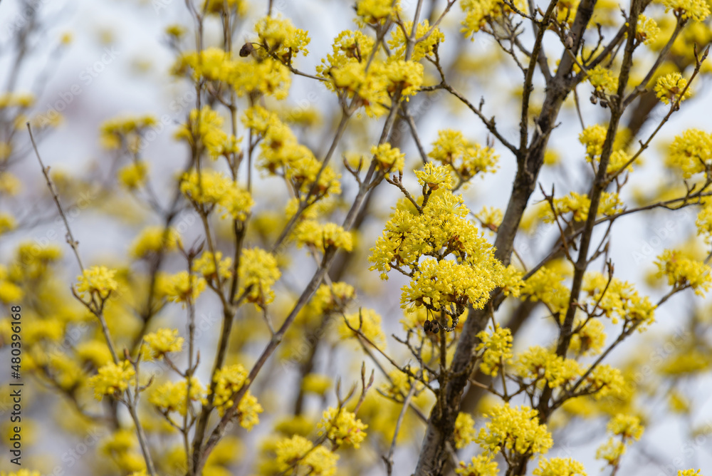 Yellow flower of cornus officinalis, Japanese cornelian cherry Yellow flower of cornus officinalis, Japanese cornelian cherry
