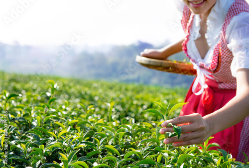 Woman picking green tea leaves in tea plantation. Sexy woman picking up tea in a tea filed in a high mountain. She held a basket in her hand to collect the good quality and carely tea. photo