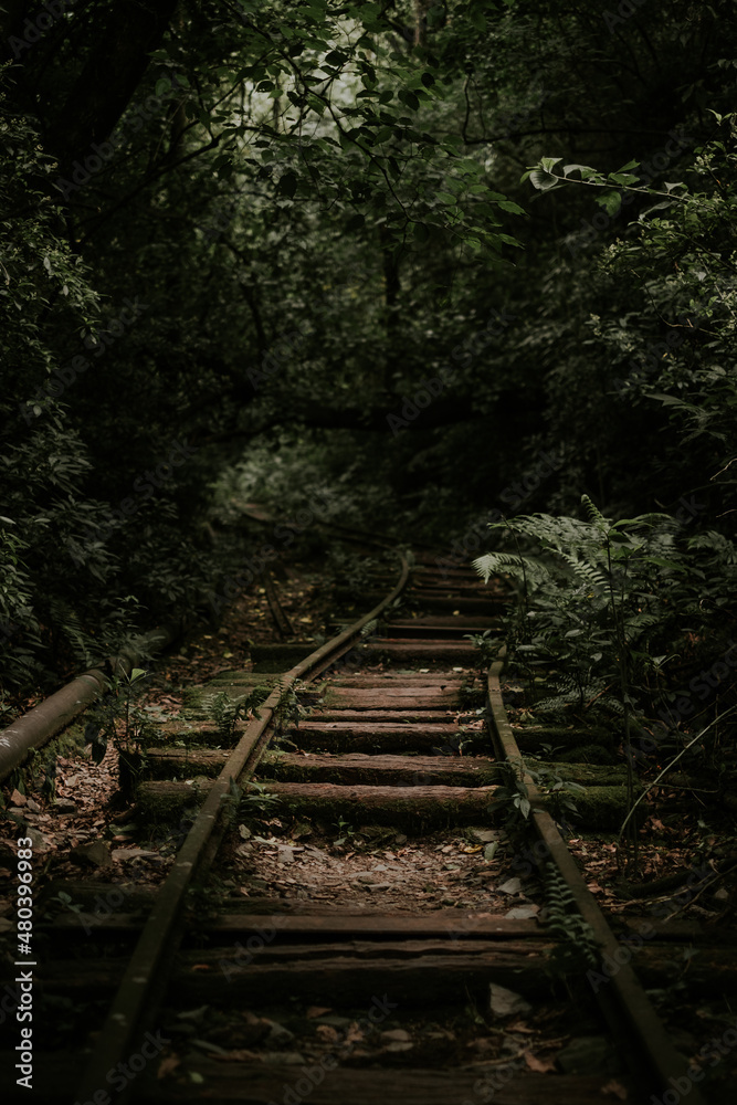 Amazing view of railroad on dark forest Amazing view of railroad on dark forest