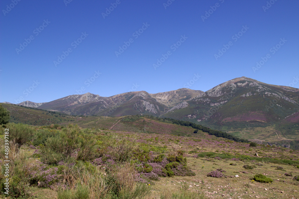 Mountainous part of Cantabria in the north of Spain, summer and heather flowering 
