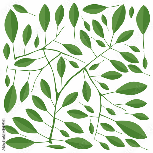 Tela Illustration Vector of Beautiful Fresh Green Leaves Isolated on A White Background