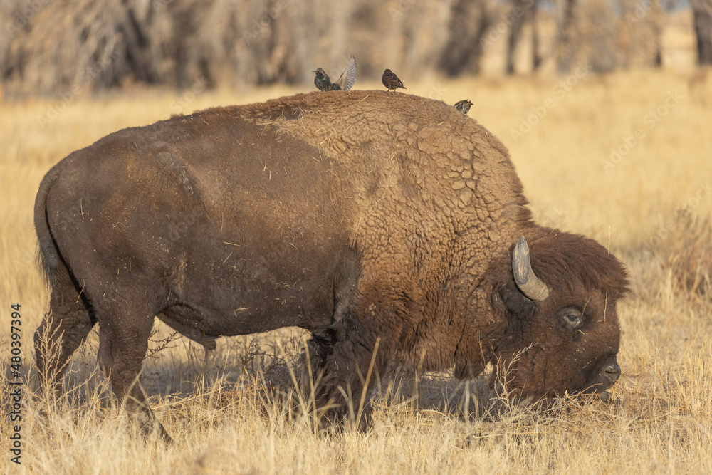 Bison in a Meadow in Autumn