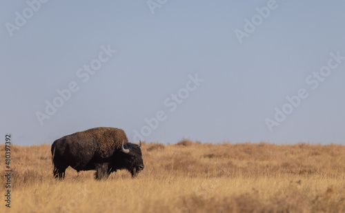 Bison in a Meadow in Autumn