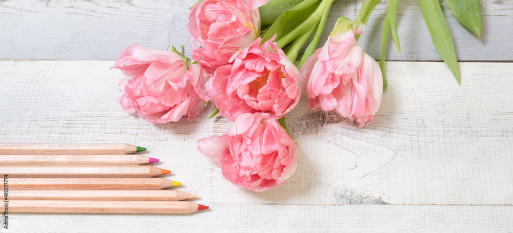 Beautiful bouquet of fresh pink tulips next to set of colored pencils lies on white wooden boards. Concept of preparation for drawing flowers, creative workshop, art, female, spring. Horizontal banner