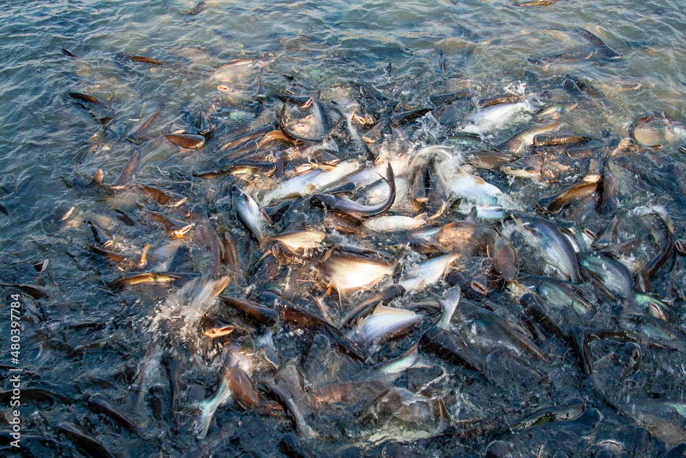 catfishes in the river fighting for food catfishes in the river fighting for food