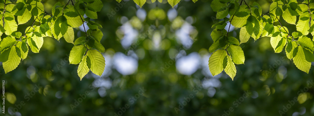 Fototapeta premium Banner green leaves on the branches of a spring tree.