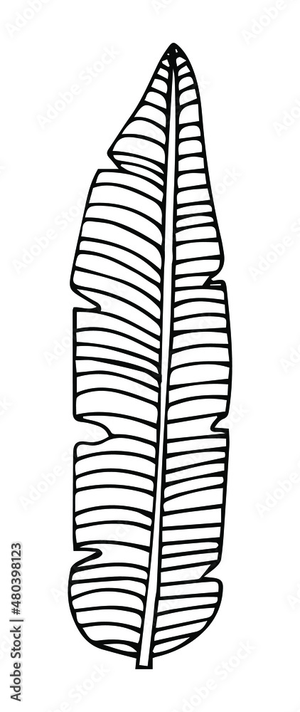 Tropical palm leave in sketch style, isolated vector illustration. Leave of palm tree in linear doodle style. Botanical minimalist print of exotic leave, sketch design. Tropical palm leave in sketch style, isolated vector illustration. Leave of palm tree in linear doodle style. Botanical minimalist print of exotic leave, sketch design.