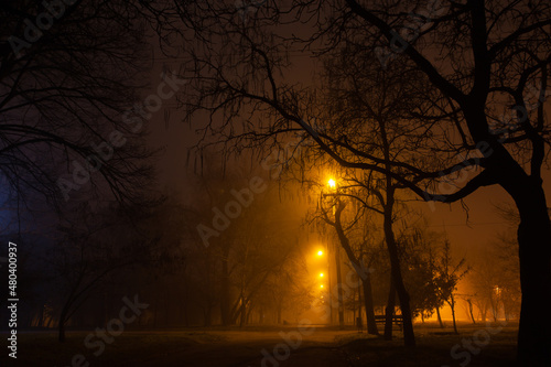 Fog in the night park