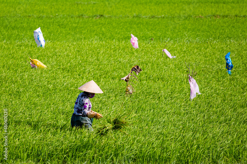 Tropical ricefields Hoi An Vietnam landscape