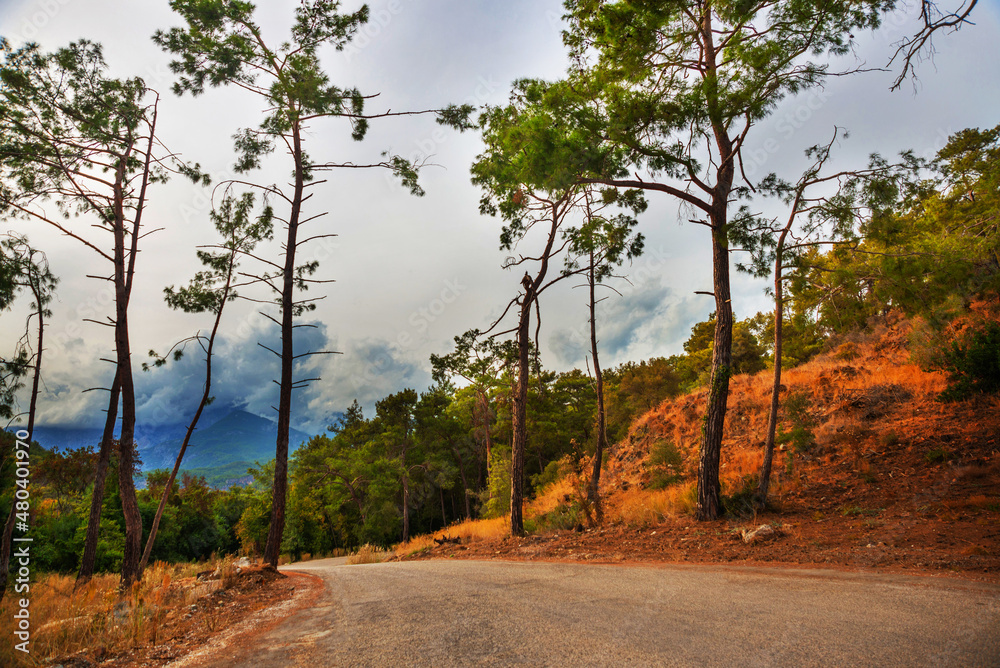 PHASELIS, TURKEY: The road to the Ancient city of Phaselis, Tekirova village, Antalya Province, near Kemer. PHASELIS, TURKEY: The road to the Ancient city of Phaselis, Tekirova village, Antalya Province, near Kemer.